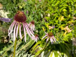 Image result for Echinacea pallida