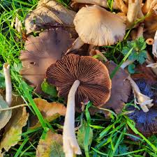 Attēlu rezultāti vaicājumam “Badhamia dubia sessile”