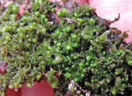 Attēlu rezultāti vaicājumam “Lophozia longiflora”