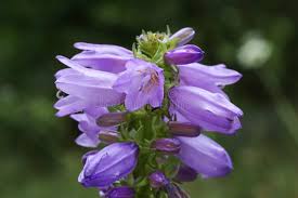 Attēlu rezultāti vaicājumam “Campanula bononiensis”