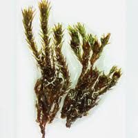 Attēlu rezultāti vaicājumam “Bryoerythrophyllum recurvirostrum sporophyte”