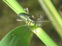 Attēlu rezultāti vaicājumam “Donacia clavipes”