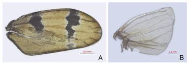 Attēlu rezultāti vaicājumam “Planaphrodes sp.”
