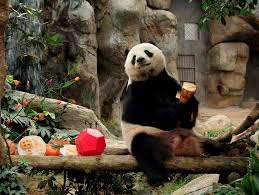 Résultat de recherche d'images pour "pandas"