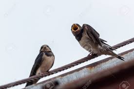 Attēlu rezultāti vaicājumam “Hirundo rustica adult”
