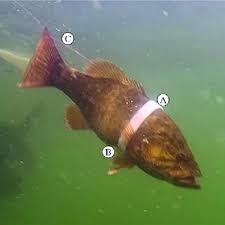 Image result for Micropterus dolomieu