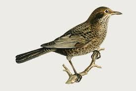 Image result for Turdus eunomus