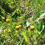 Attēlu rezultāti vaicājumam “Trifolium spadiceum fruit”