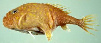 Image result for Newhaven Deep Sea Anglers