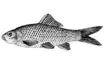 Image result for Cyprinus multitaeniatus
