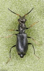 Attēlu rezultāti vaicājumam “Malachidae”