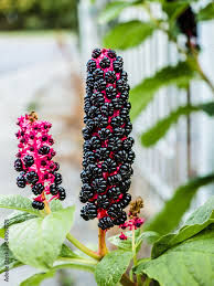 Attēlu rezultāti vaicājumam “Phytolaccaceae”