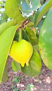 Attēlu rezultāti vaicājumam “Libanotis montana fruit”