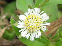 「タカスギ・サブロウタ」の画像検索結果