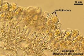 Attēlu rezultāti vaicājumam “Melampsora populnea”