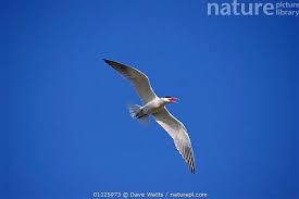 Attēlu rezultāti vaicājumam “Hydroprogne caspia”