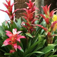 Картинки по запросу гусмания