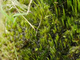 Attēlu rezultāti vaicājumam “Campylopus introflexus”