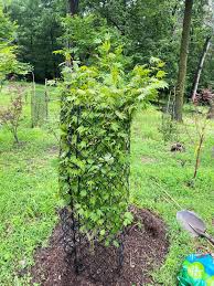 Attēlu rezultāti vaicājumam “Acer pseudosieboldianum”