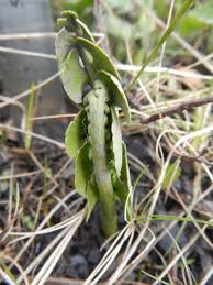 Attēlu rezultāti vaicājumam “Botrychium lunaria”