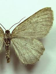 Attēlu rezultāti vaicājumam “Charissa ambiguata”