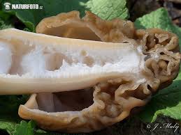 Attēlu rezultāti vaicājumam “Verpa bohemica”