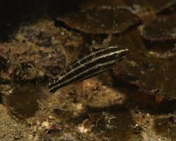 Image result for Scarus rubroviolaceus