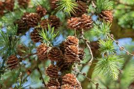 Attēlu rezultāti vaicājumam “Larix kaempferi fruit”