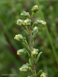 Attēlu rezultāti vaicājumam “Artemisia campestris bud”