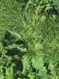 Attēlu rezultāti vaicājumam “Chenopodium bonus-henricus leaf”