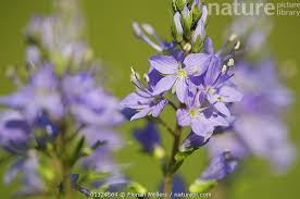 Image result for Veronica teucrium