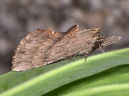 Attēlu rezultāti vaicājumam “Pterostoma palpina larva”