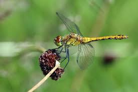 Attēlu rezultāti vaicājumam “Sympetrum sanguineum female”