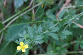 Attēlu rezultāti vaicājumam “Potentilla erecta leaf”
