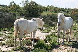 Image result for parque natural de camargue