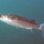 Image result for Chelon saliens