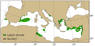 Image result for Gymnura altavela