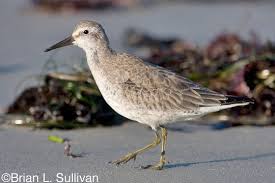 Attēlu rezultāti vaicājumam “Calidris canutus adult”