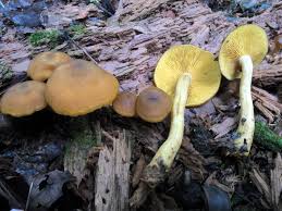 Attēlu rezultāti vaicājumam “Tricholomopsis decora”