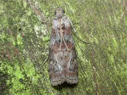 Attēlu rezultāti vaicājumam “Phycita roborella”