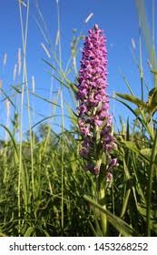 Attēlu rezultāti vaicājumam “Dactylorhiza majalis subsp. baltica bud”