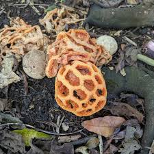 Attēlu rezultāti vaicājumam “Clathrus ruber”