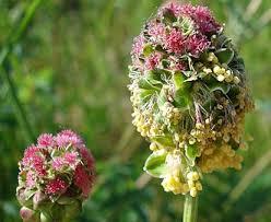 Image result for Sanguisorba minor