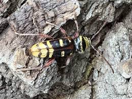 Attēlu rezultāti vaicājumam “Plagionotus detritus imago”