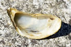 Attēlu rezultāti vaicājumam “Dreissena polymorpha”