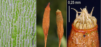 Attēlu rezultāti vaicājumam “Pylaisia polyantha”