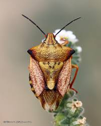 Attēlu rezultāti vaicājumam “Carpocoris sp. nymph”