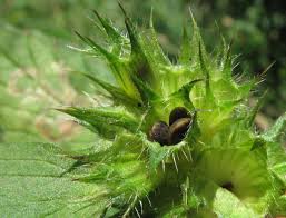 Attēlu rezultāti vaicājumam “Galeopsis bifida”