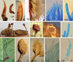 Attēlu rezultāti vaicājumam “Cordyceps polyarthra”