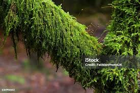 Attēlu rezultāti vaicājumam “Amblystegium serpens macro”